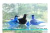 Oiva Toikka/イッタラ バード