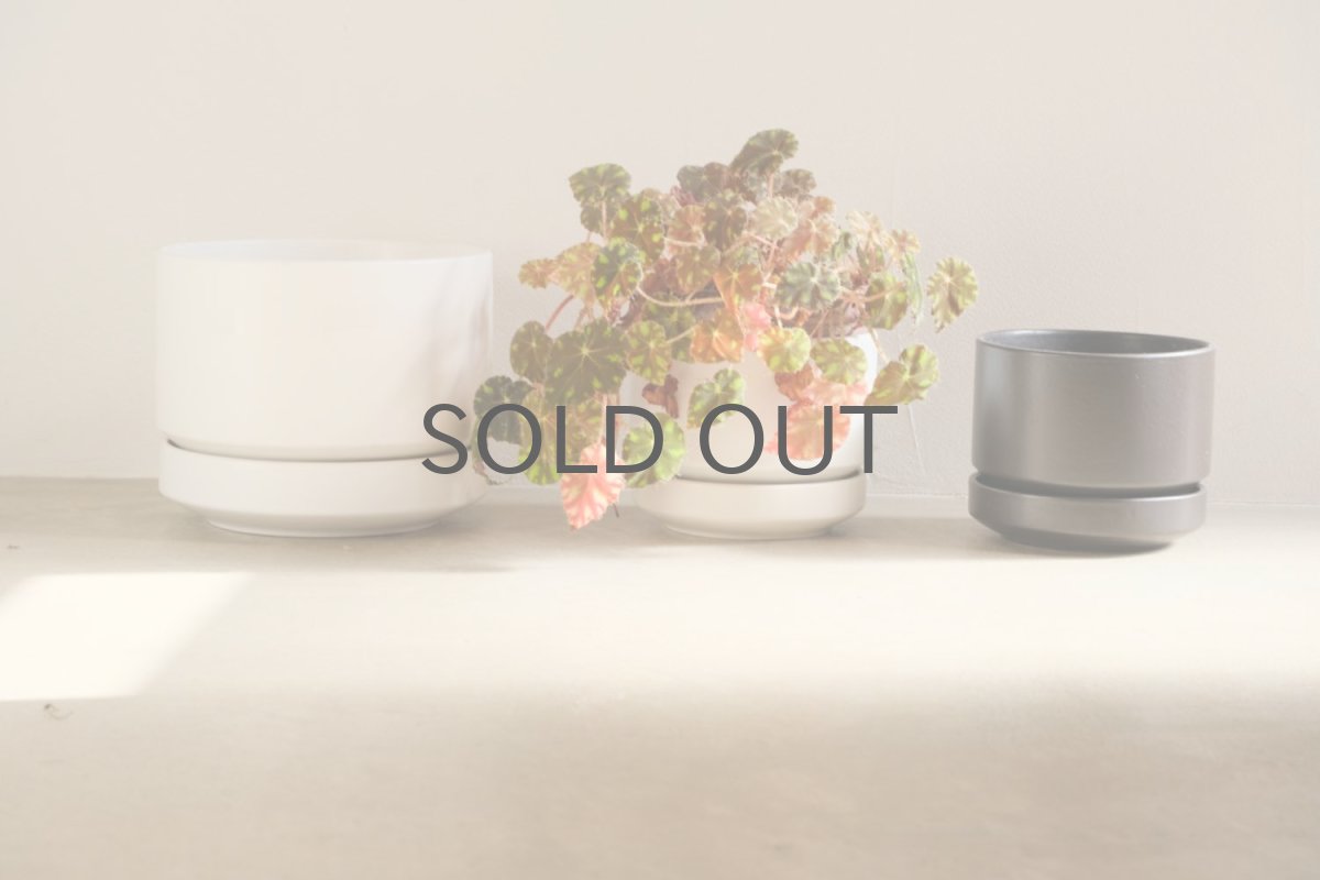 真ん中の植物ポット