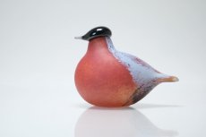 画像1: 北欧アートガラス/Nuutajarvi/ヌータヤルヴィ/iittala/イッタラバード/Oiva Toikka/オイバトイッカ/Small Bullfinch (1)