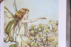 画像3: Fairy book／ スウェーデン古い花の妖精の挿絵 ／ガラスフレーム２図 No.1 (3)