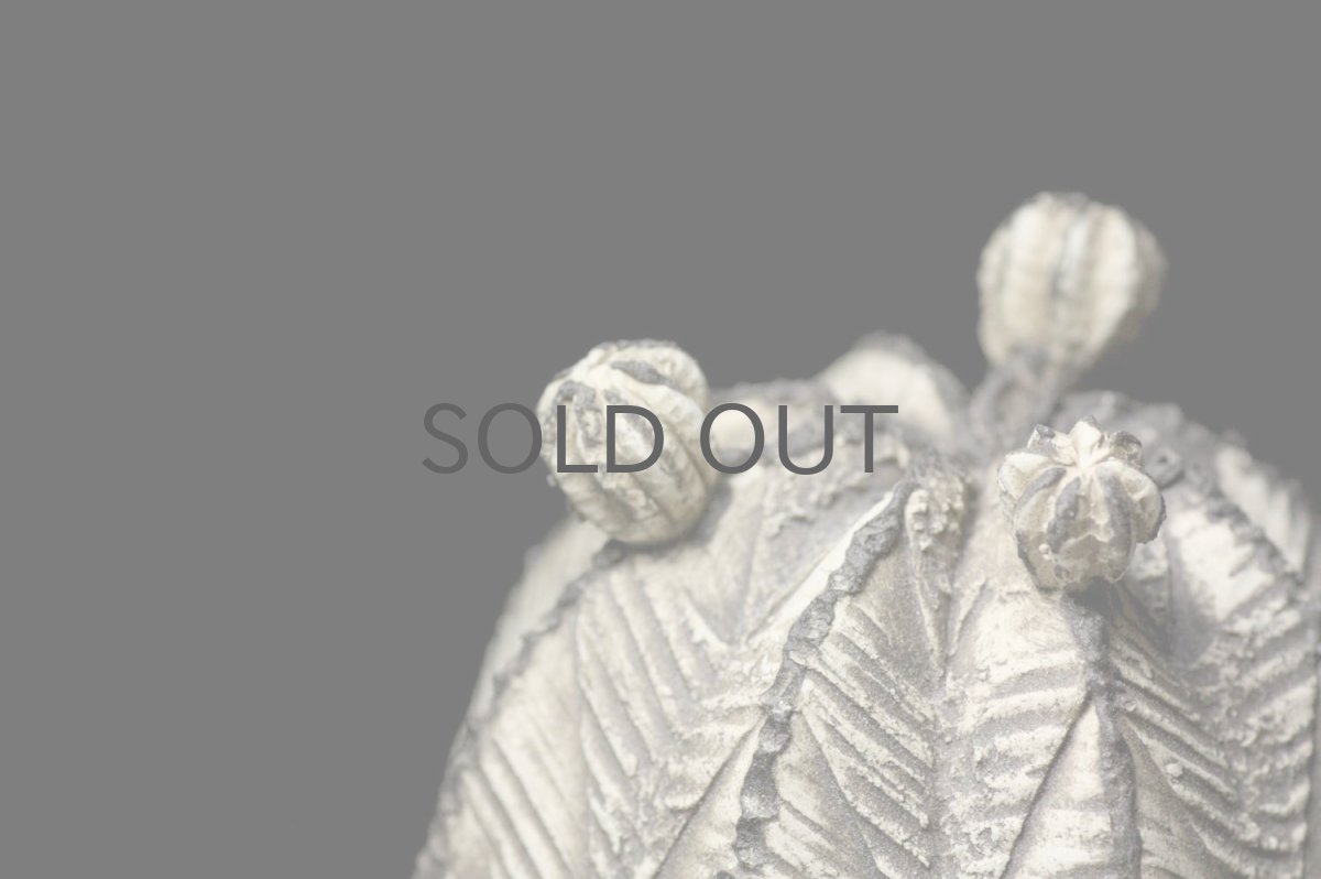 画像2: STUDIO.ZOK/サボテン/陶植/オベサ/小株付き/ブラック/Sunadishオリジナルオーダー品 (2)