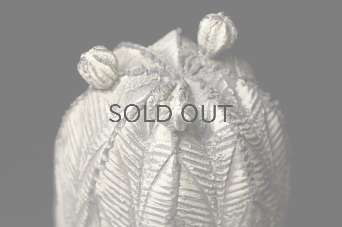 画像3: STUDIO.ZOK/サボテン/陶植/オベサ/小株付き/ブラック/Sunadishオリジナルオーダー品 (3)