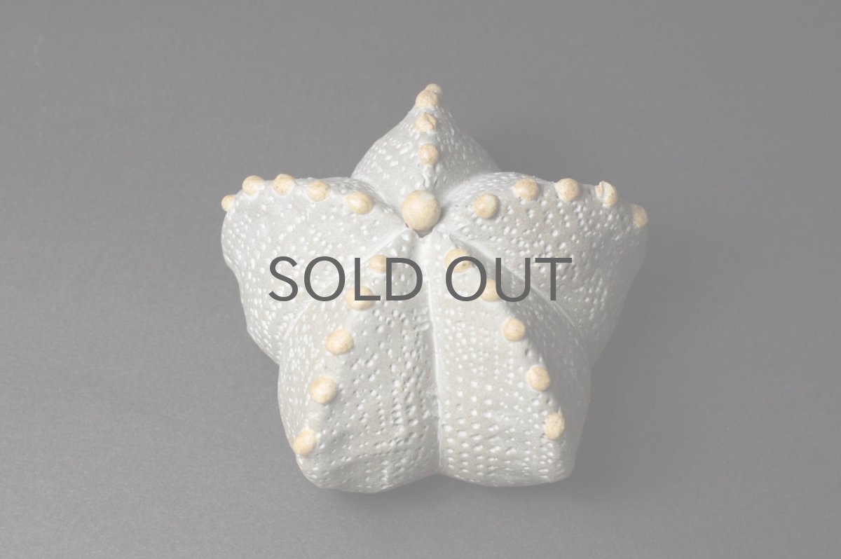 画像2: STUDIO.ZOK/サボテン/陶植/ランポー玉/五角/G/BE-D (2)