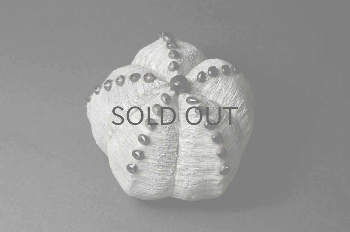 画像2: STUDIO.ZOK/サボテン/陶植/ランポー玉/五角/W/BL-L (2)