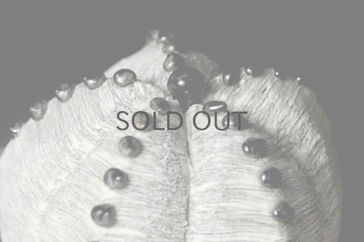 画像3: STUDIO.ZOK/サボテン/陶植/ランポー玉/五角/W/BL-L (3)