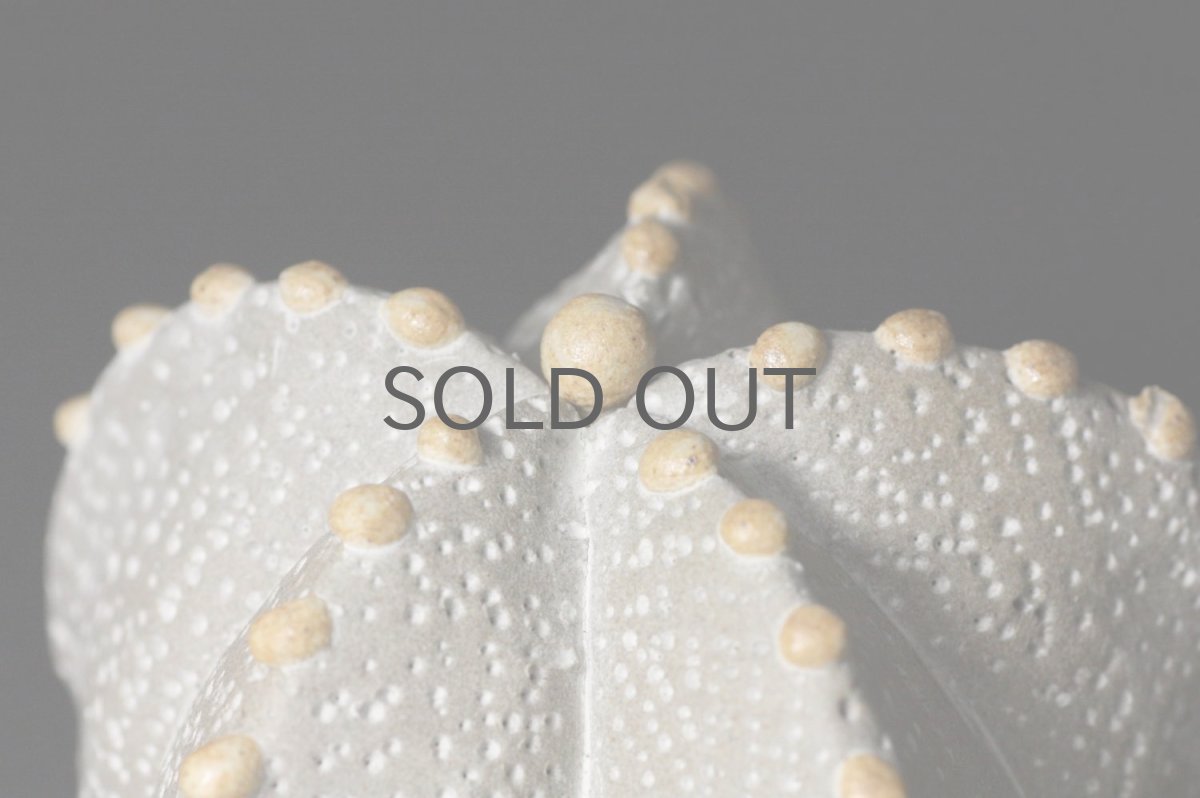 画像3: STUDIO.ZOK/サボテン/陶植/ランポー玉/五角/G/BE-D (3)