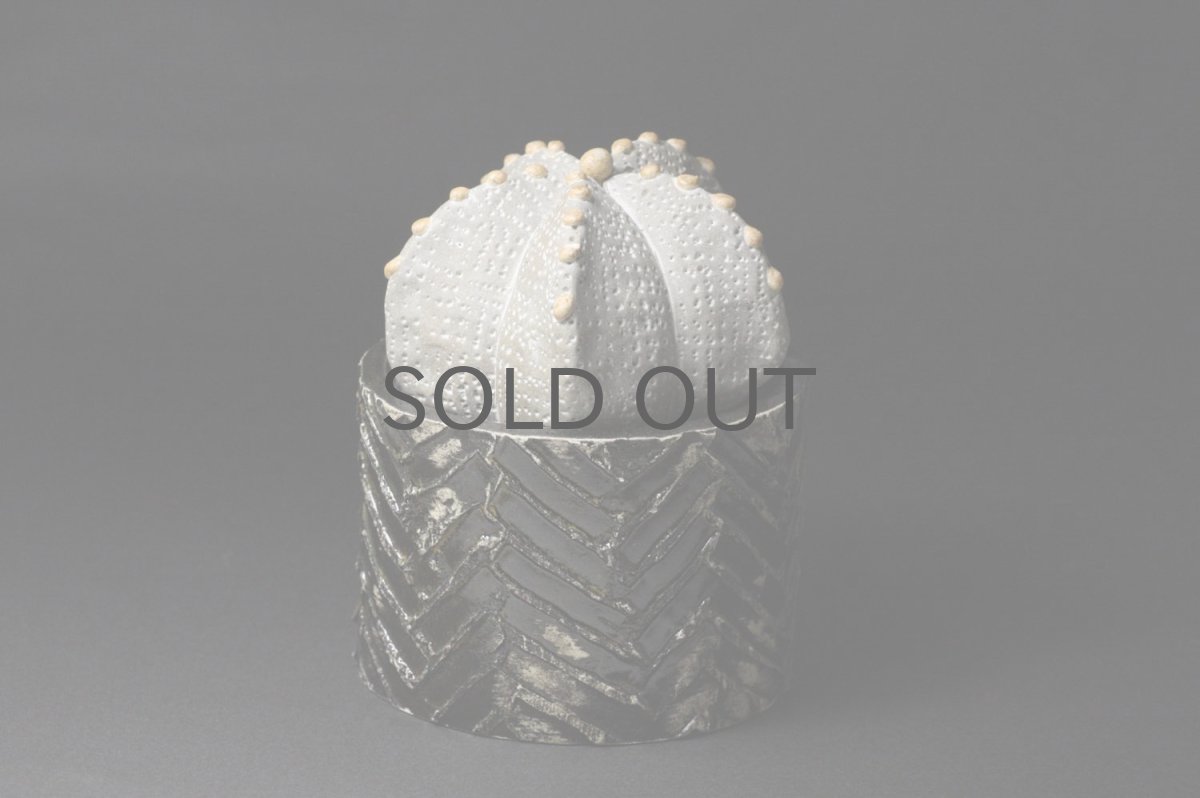 画像4: STUDIO.ZOK/サボテン/陶植/ランポー玉/五角/G/BE-D (4)