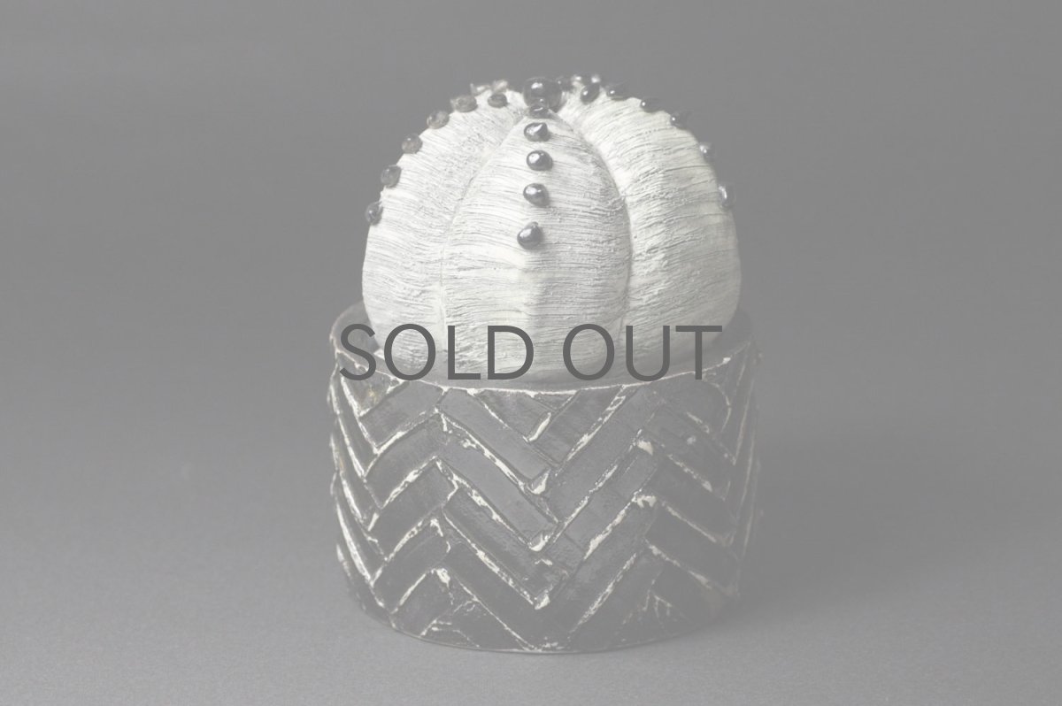 画像4: STUDIO.ZOK/サボテン/陶植/ランポー玉/五角/W/BL-L (4)