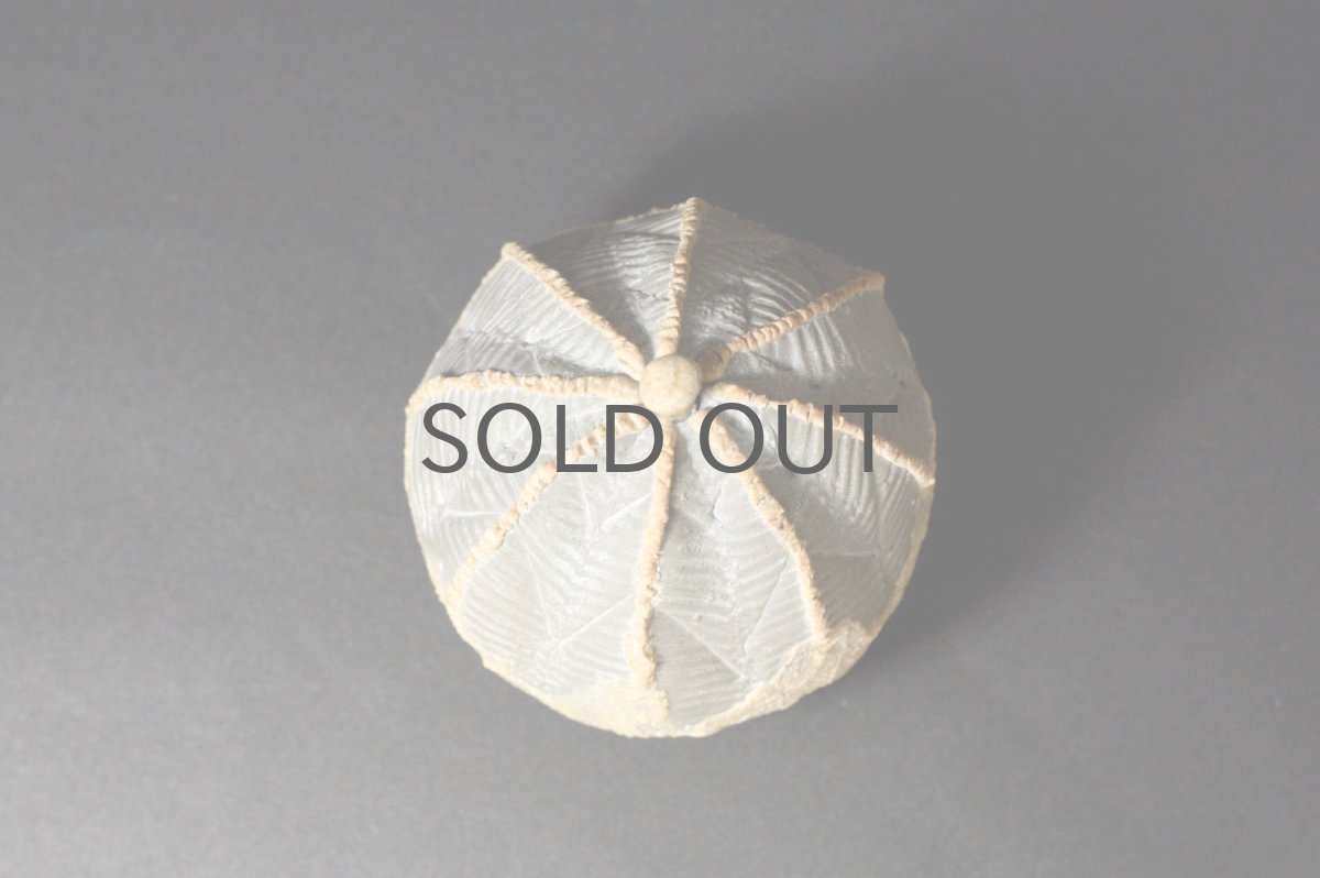 画像2: STUDIO.ZOK/サボテン/陶植/オベサ/Sサイズ/ホワイト/TO111W/BE (2)