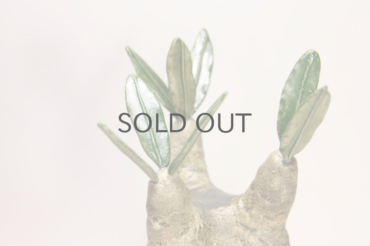 画像3: STUDIO.ZOK/サボテン/陶植/グラキリス/Mサイズ (3)