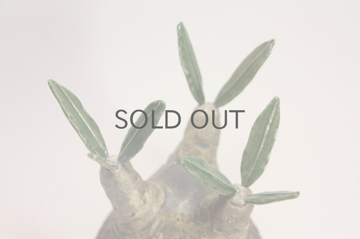 画像2: STUDIO.ZOK/サボテン/陶植/グラキリス/Mサイズ (2)