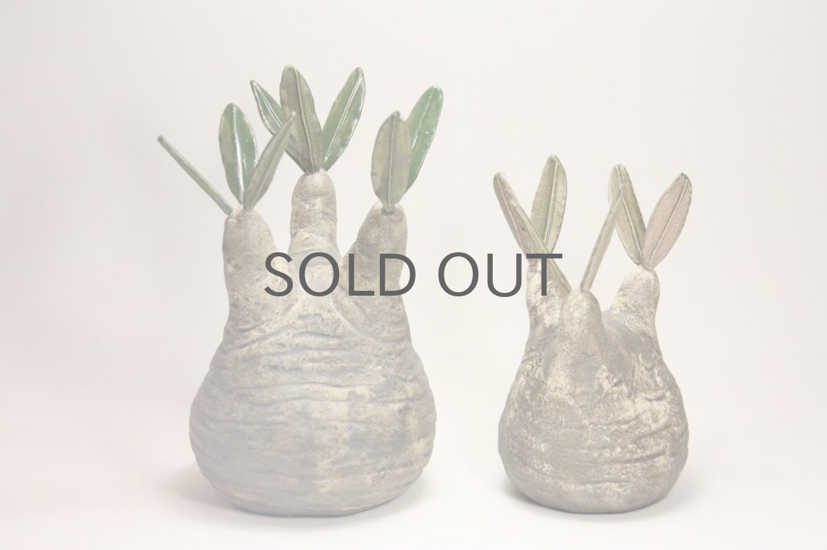 左の大きなグラキリスです