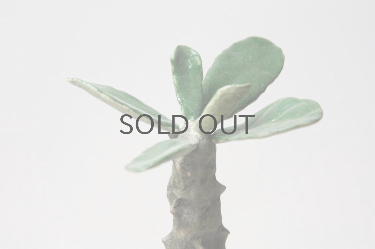 画像3: STUDIO.ZOK/サボテン/陶植/ウィンゾリー/グリーン (3)