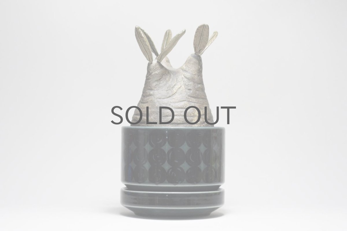 画像5: STUDIO.ZOK/サボテン/陶植/グラキリス/Sサイズ (5)