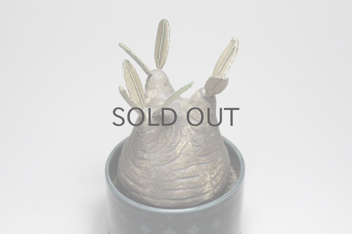 画像4: STUDIO.ZOK/サボテン/陶植/グラキリス/Sサイズ (4)