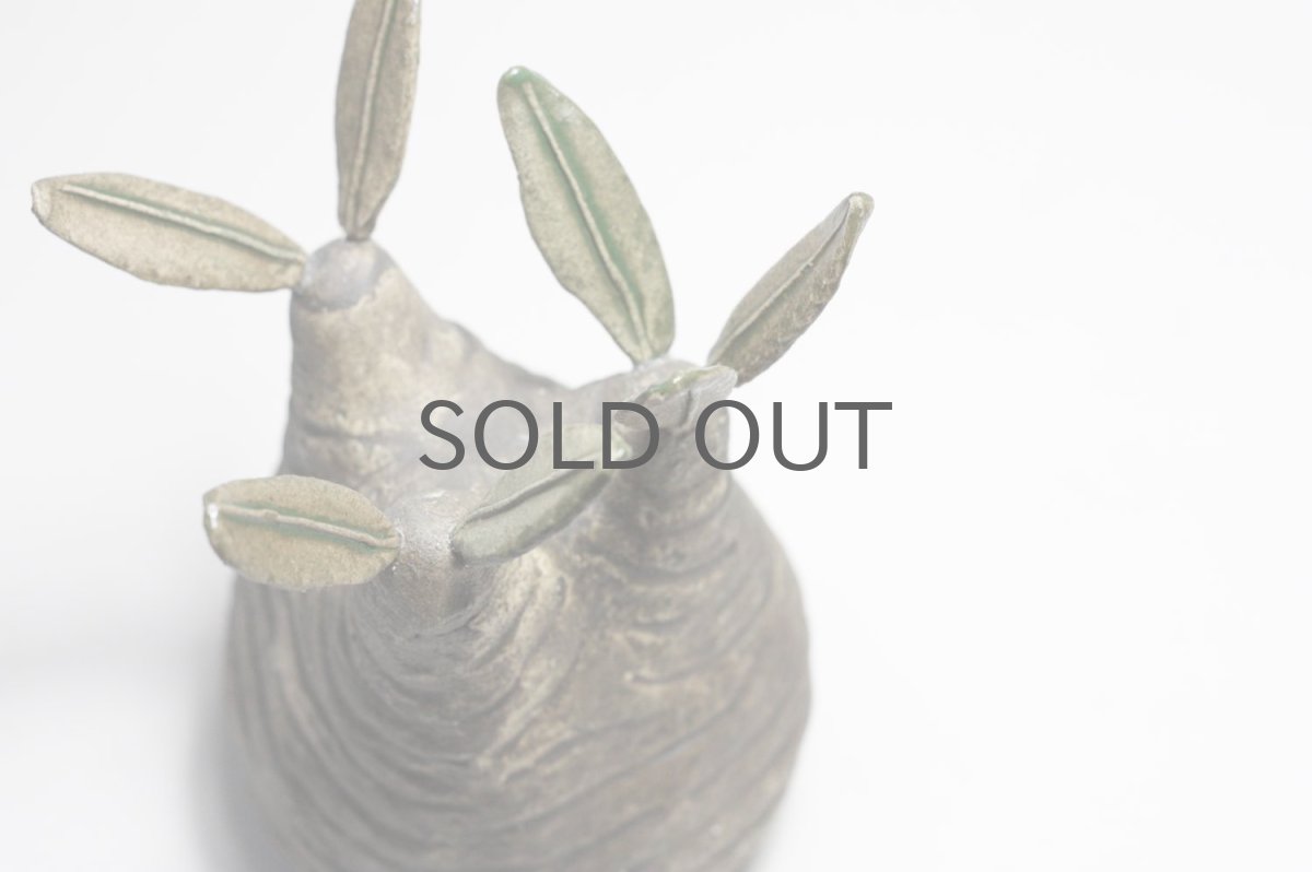 画像2: STUDIO.ZOK/サボテン/陶植/グラキリス/Sサイズ (2)