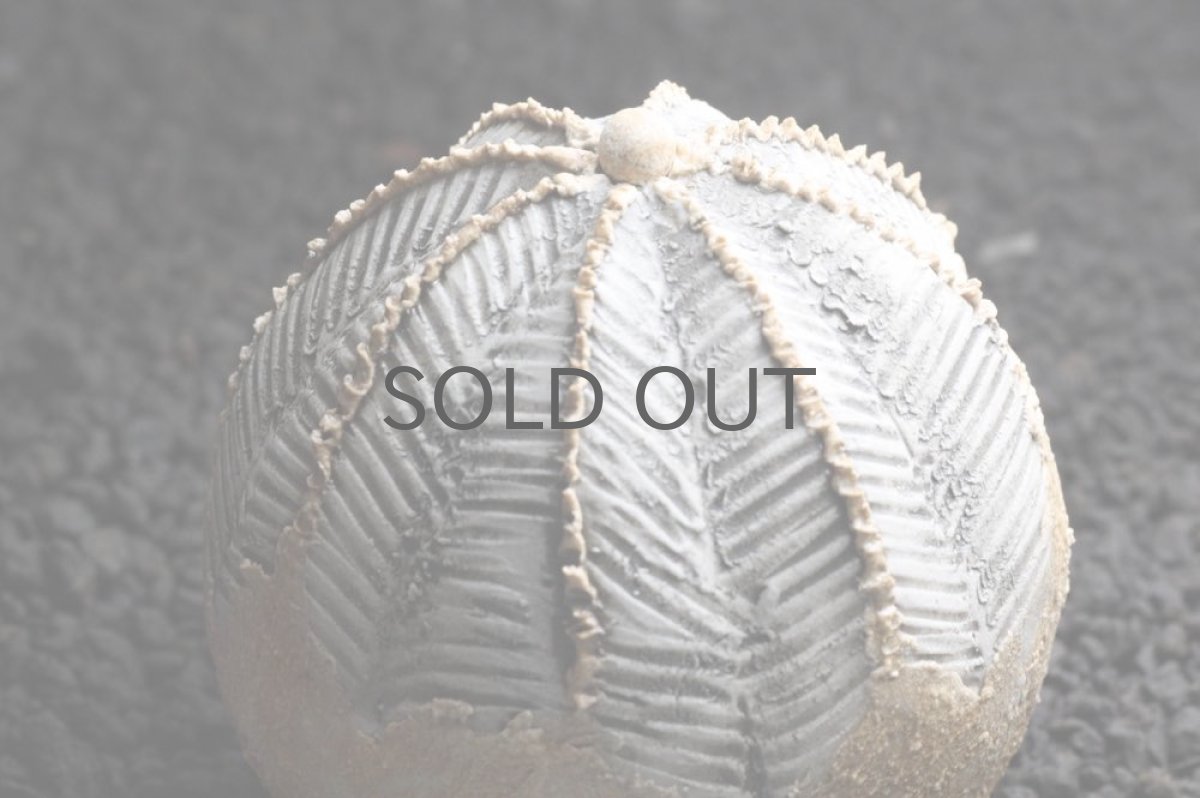 画像3: STUDIO.ZOK/サボテン/陶植/オベサ/Sサイズ/ホワイト/TO111W/BE (3)