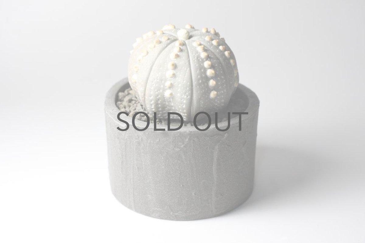 画像3: STUDIO.ZOK/サボテン/陶植/兜丸/グリーン (3)