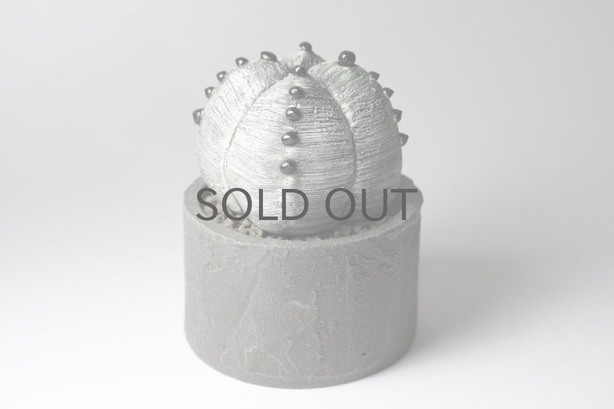 画像5: STUDIO.ZOK/サボテン/陶植/No.6 (5)