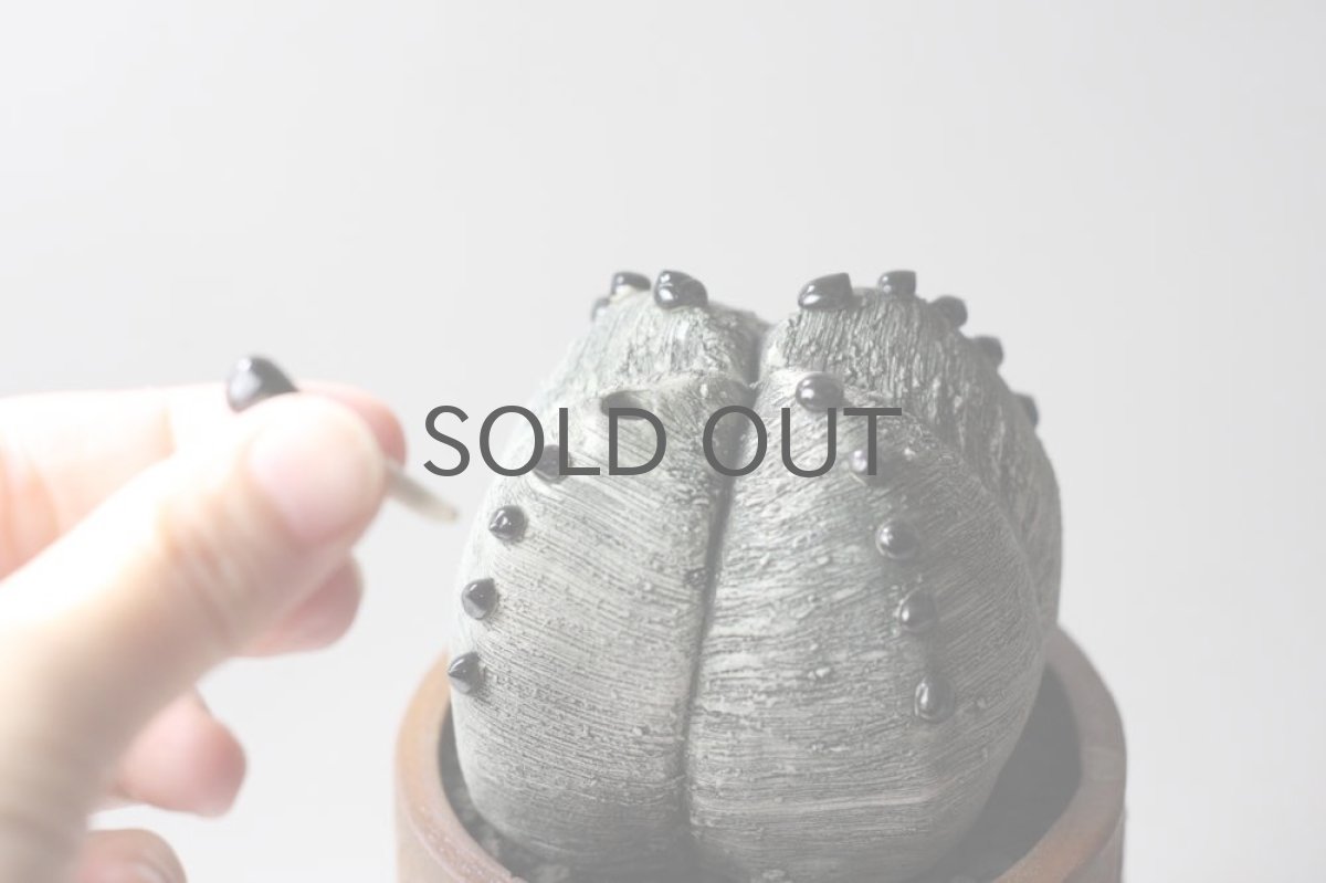 画像3: STUDIO.ZOK/サボテン/陶植/No.6 (3)