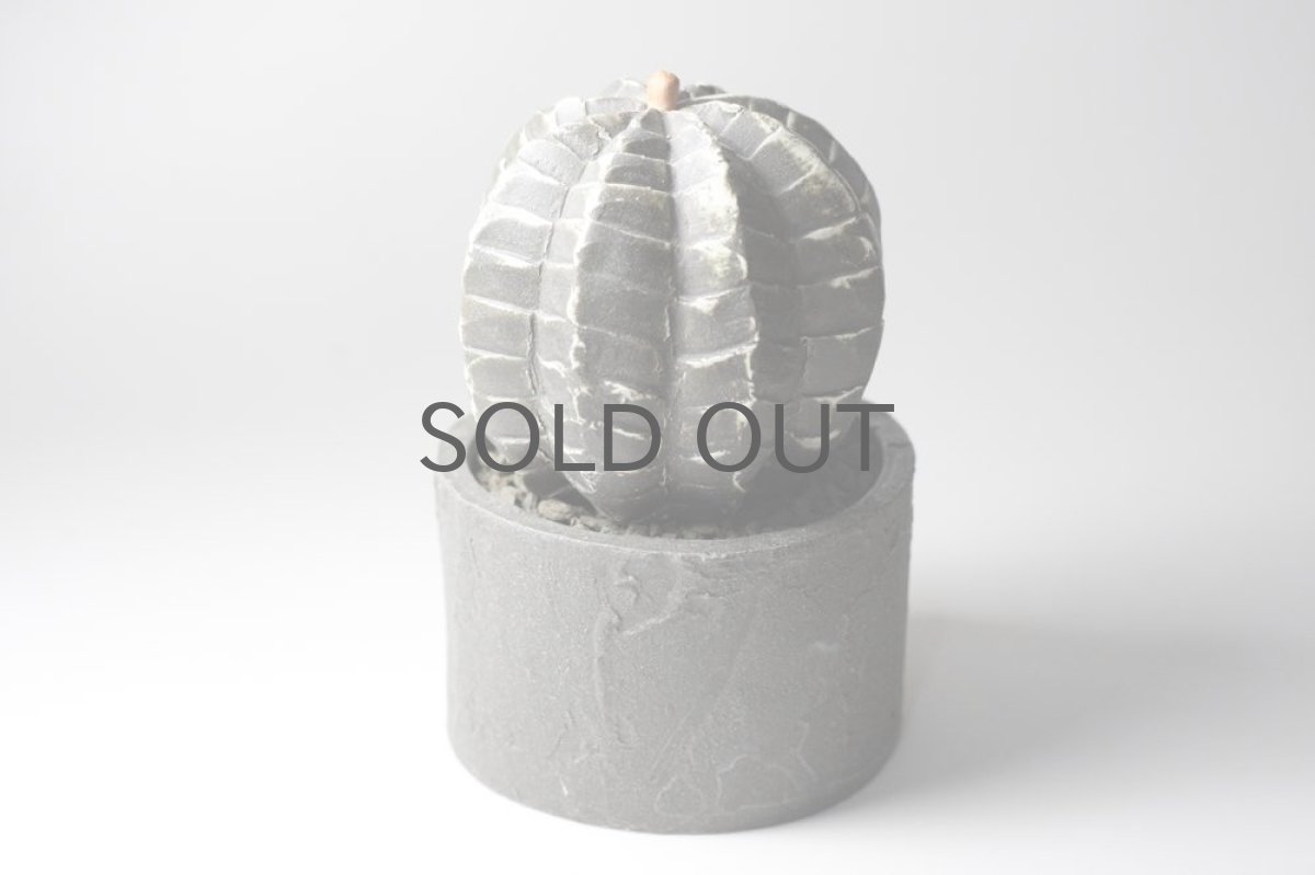 画像3: STUDIO.ZOK/サボテン/陶植/No.8 (3)