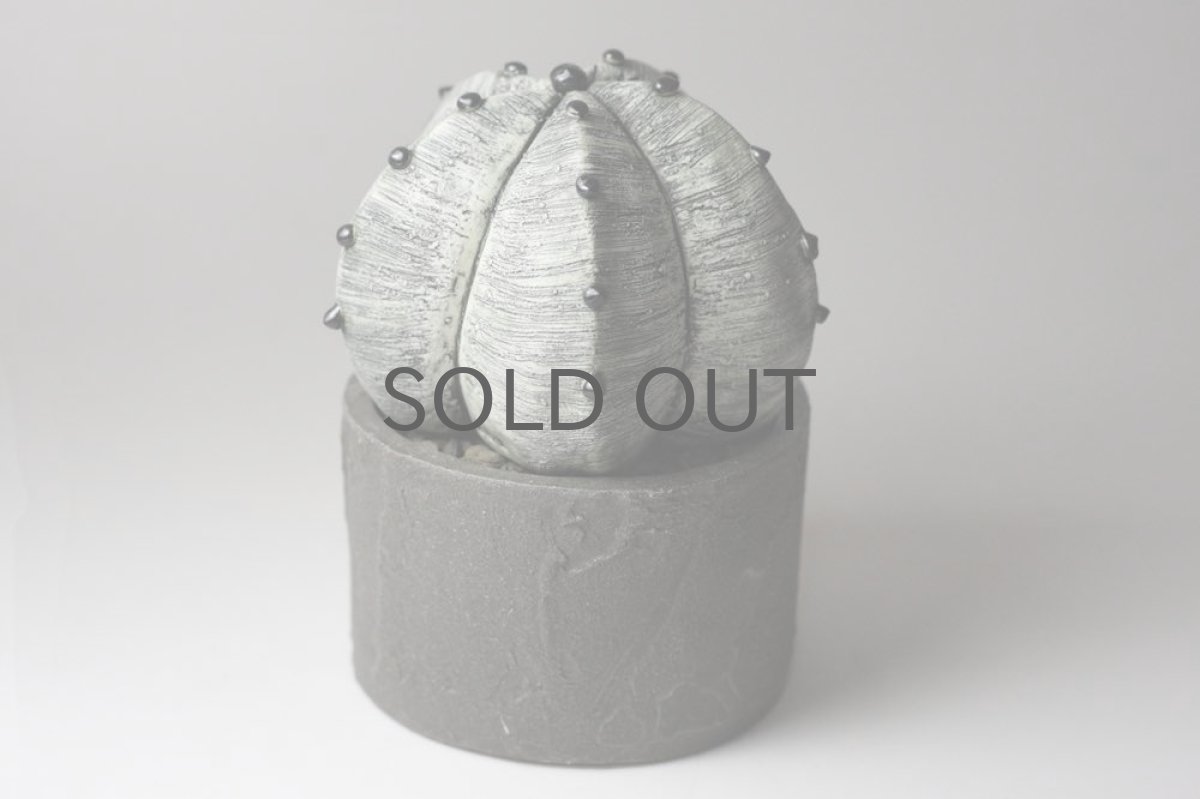 画像3: STUDIO.ZOK/サボテン/陶植/No.11 (3)