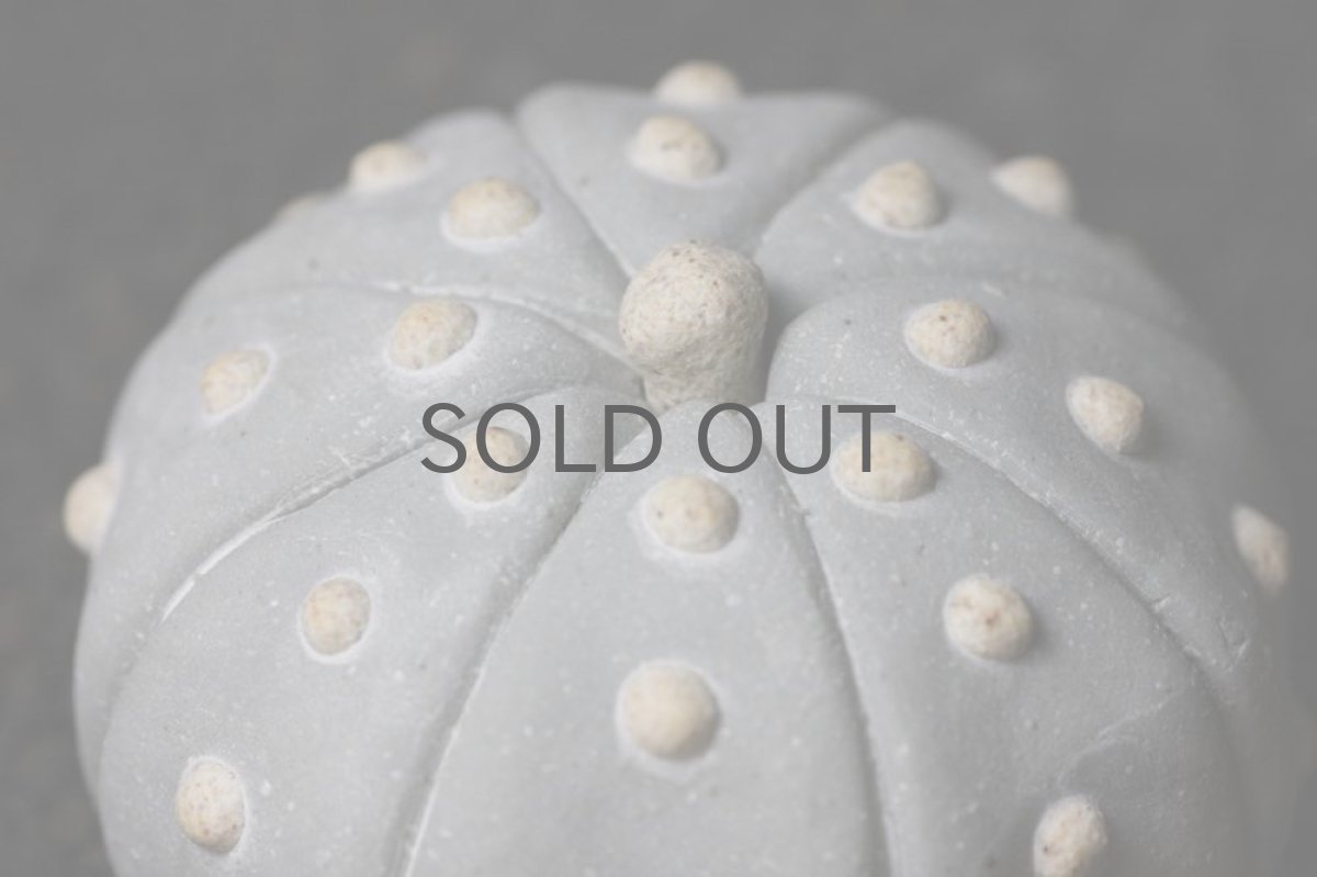 画像2: STUDIO.ZOK/サボテン/陶植/No.1 (2)