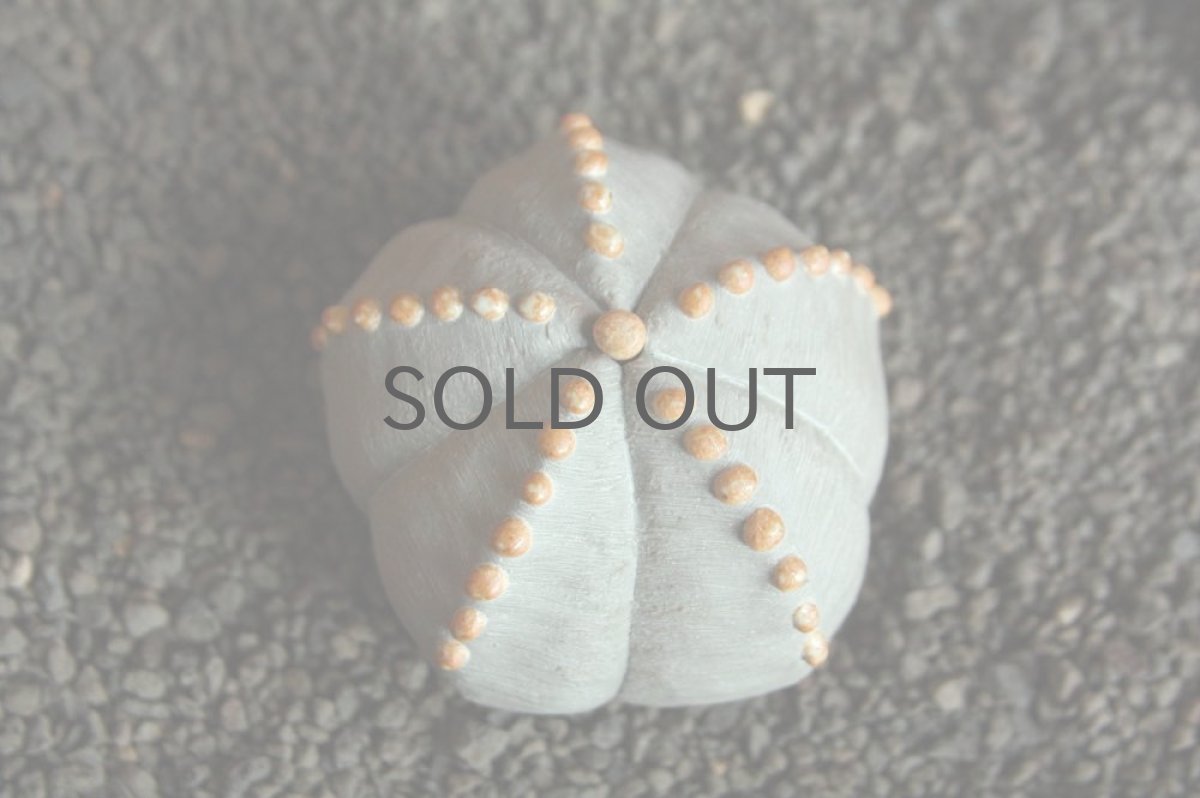 画像2: STUDIO.ZOK/サボテン/陶植/ランポー玉/五角/G/BE-L (2)