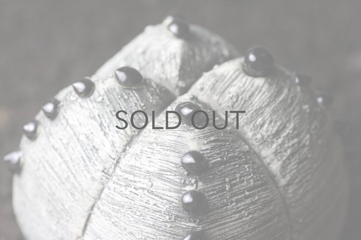 画像2: STUDIO.ZOK/サボテン/陶植/No.6 (2)