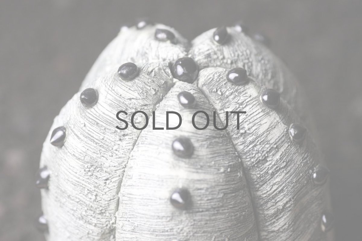 画像2: STUDIO.ZOK/サボテン/陶植/No.10 (2)