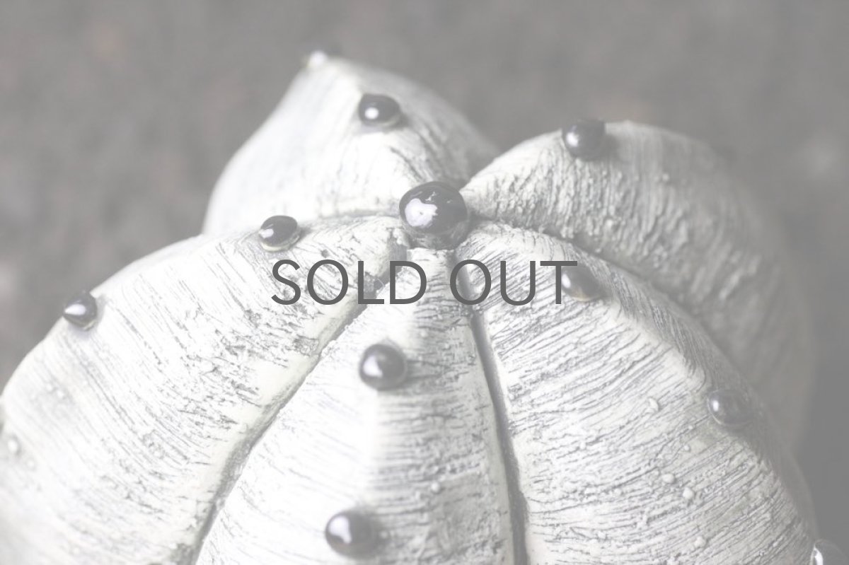 画像2: STUDIO.ZOK/サボテン/陶植/No.11 (2)