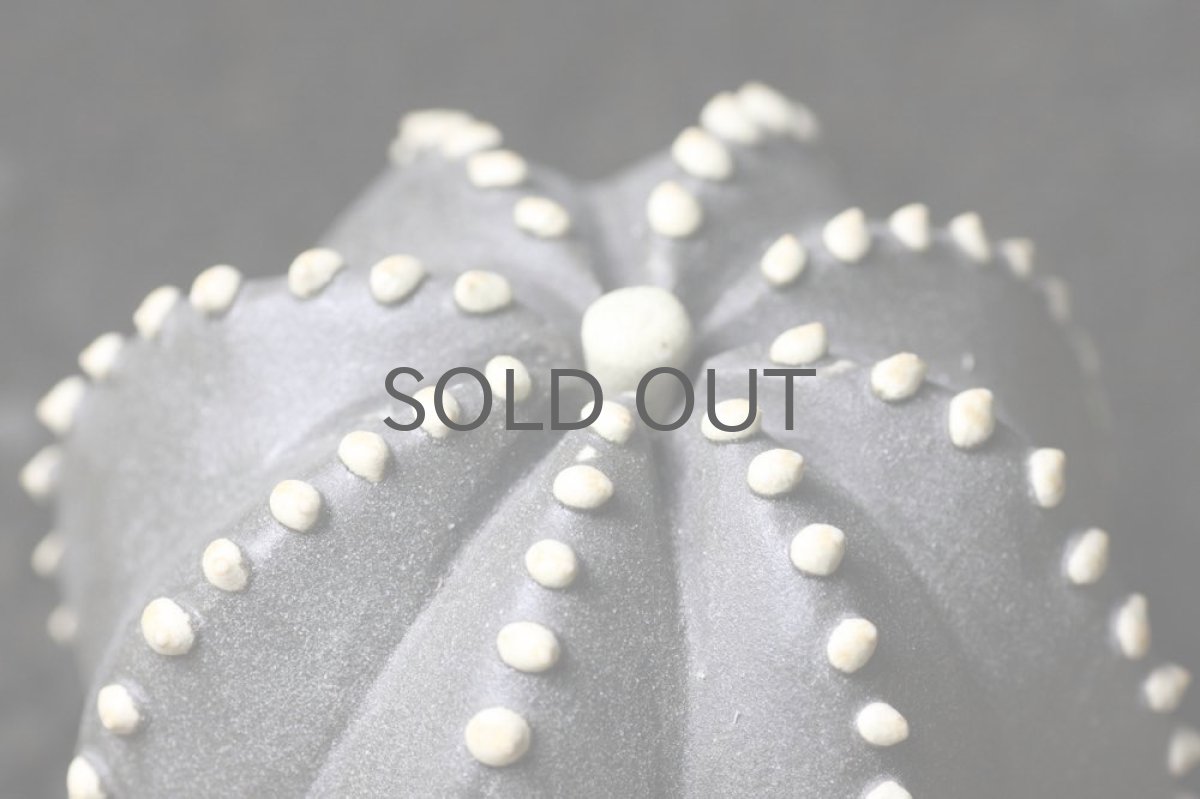 画像2: STUDIO.ZOK/サボテン/陶植/No.7 (2)