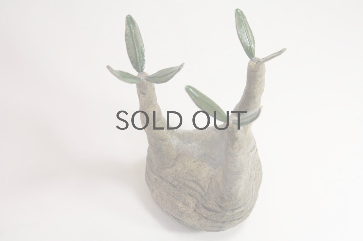 画像2: STUDIO.ZOK/サボテン/陶植/グラキリス/Mサイズ (2)