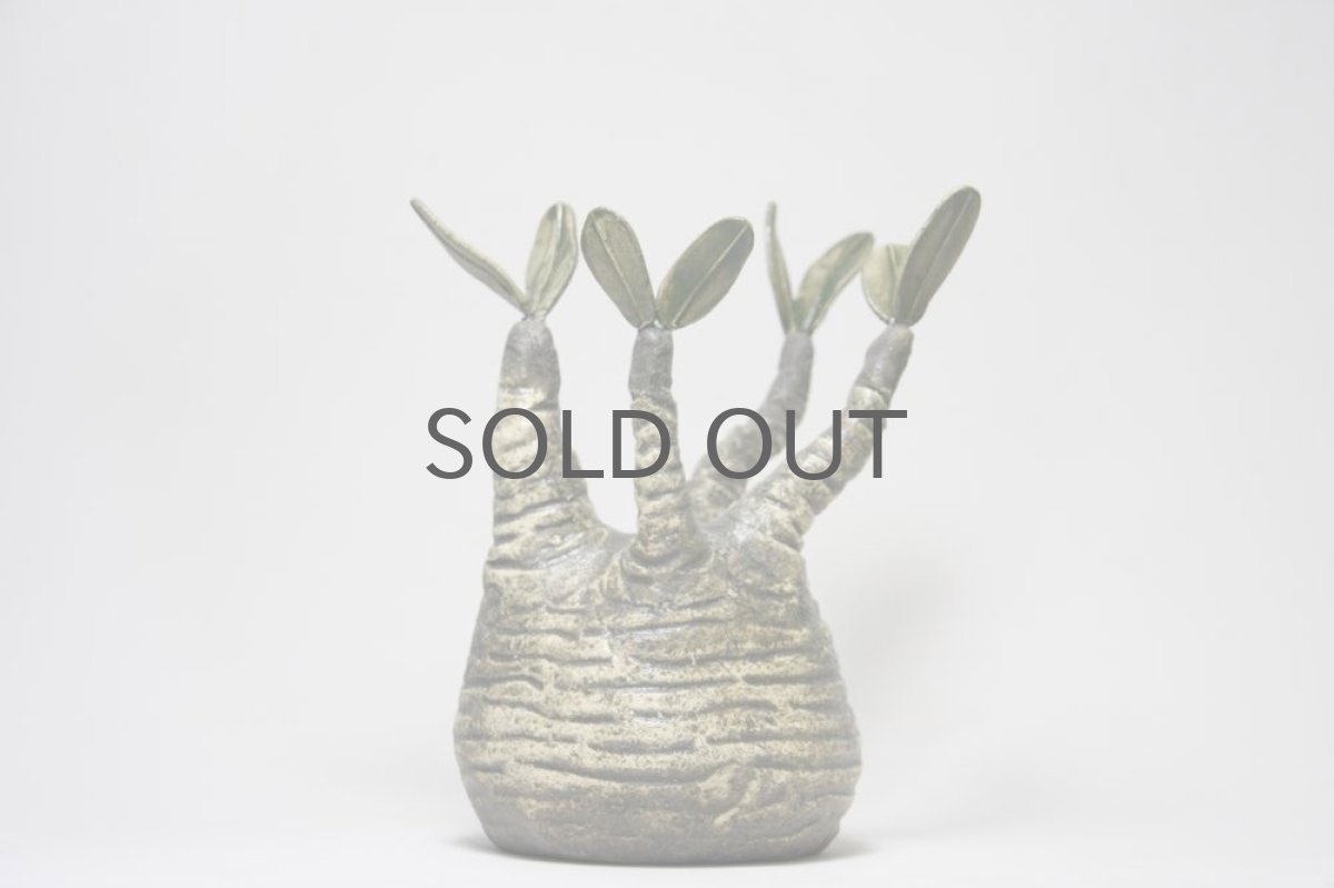 画像2: STUDIO.ZOK/グラキリス/陶植/No.1 (2)