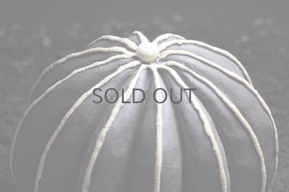 画像2: STUDIO.ZOK/サボテン/陶植/ペクチニフェラ/ブラック (2)