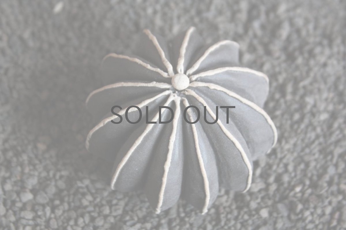 画像3: STUDIO.ZOK/サボテン/陶植/ペクチニフェラ/ブラック (3)