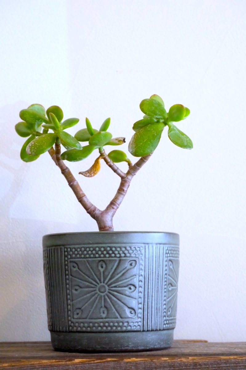 画像8: 北欧ガーデニンググッツ/ビンテージ/Upsala Ekeby/ウプサラエクビィ/植物ポット/鉢/H12cm/モスグリーン (8)